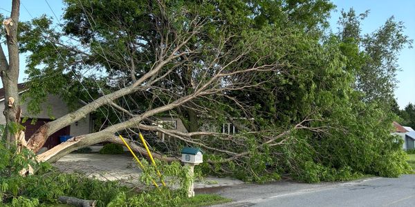 A large fallen tree blocking a driveway and mailbox.