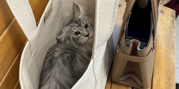 Fluffy gray kitten nestled inside a white tote bag on a wooden bench.