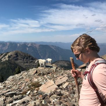 Hiker standing on rocky mountaintop with two goats in the background.