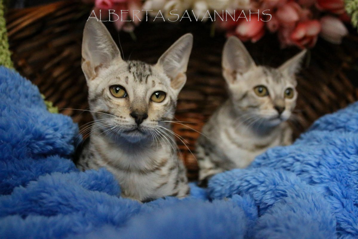 Alberta Savannahs Available Savannah Kittens For Sale