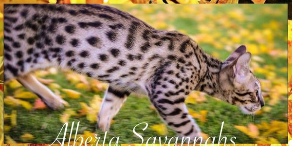 Alberta Savannahs Available Savannah Kittens For Sale