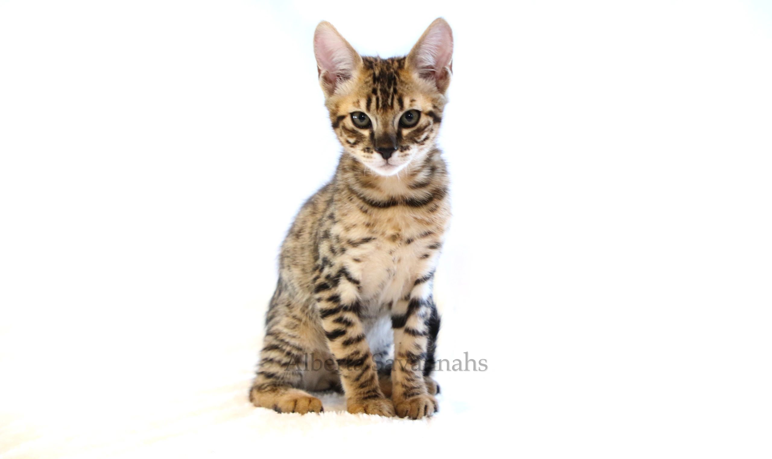 Tabby F4 Savannah Kittens For Sale Savannah Cat For Adoption In Diss
