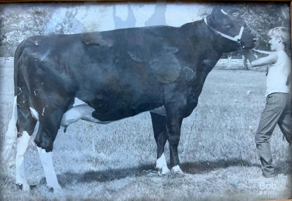 Boy standing with a cow in a grassy field.