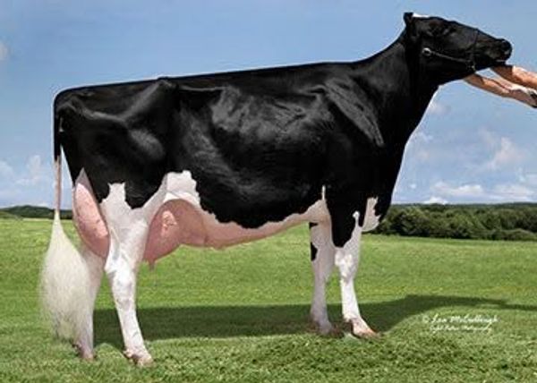 A black and white dairy cow standing on grass.