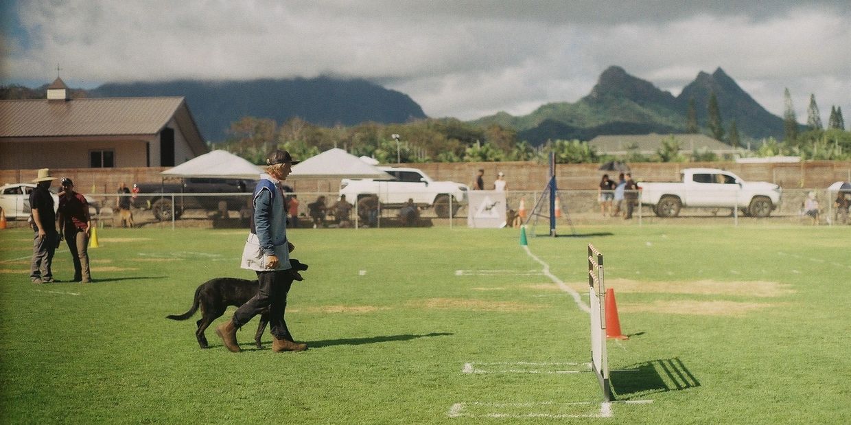 Dustin competing in French Ring obedience competition on Oahu 