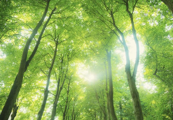 sunshine and renewal