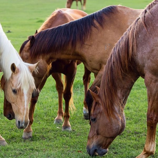 Group of horses grazing in a pasture. 