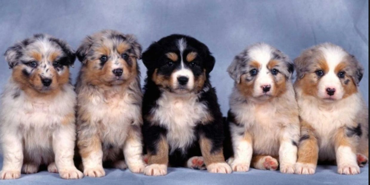 Australian Shepherd Puppies