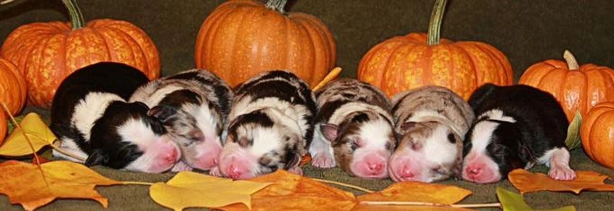 Puppies and pumpkins