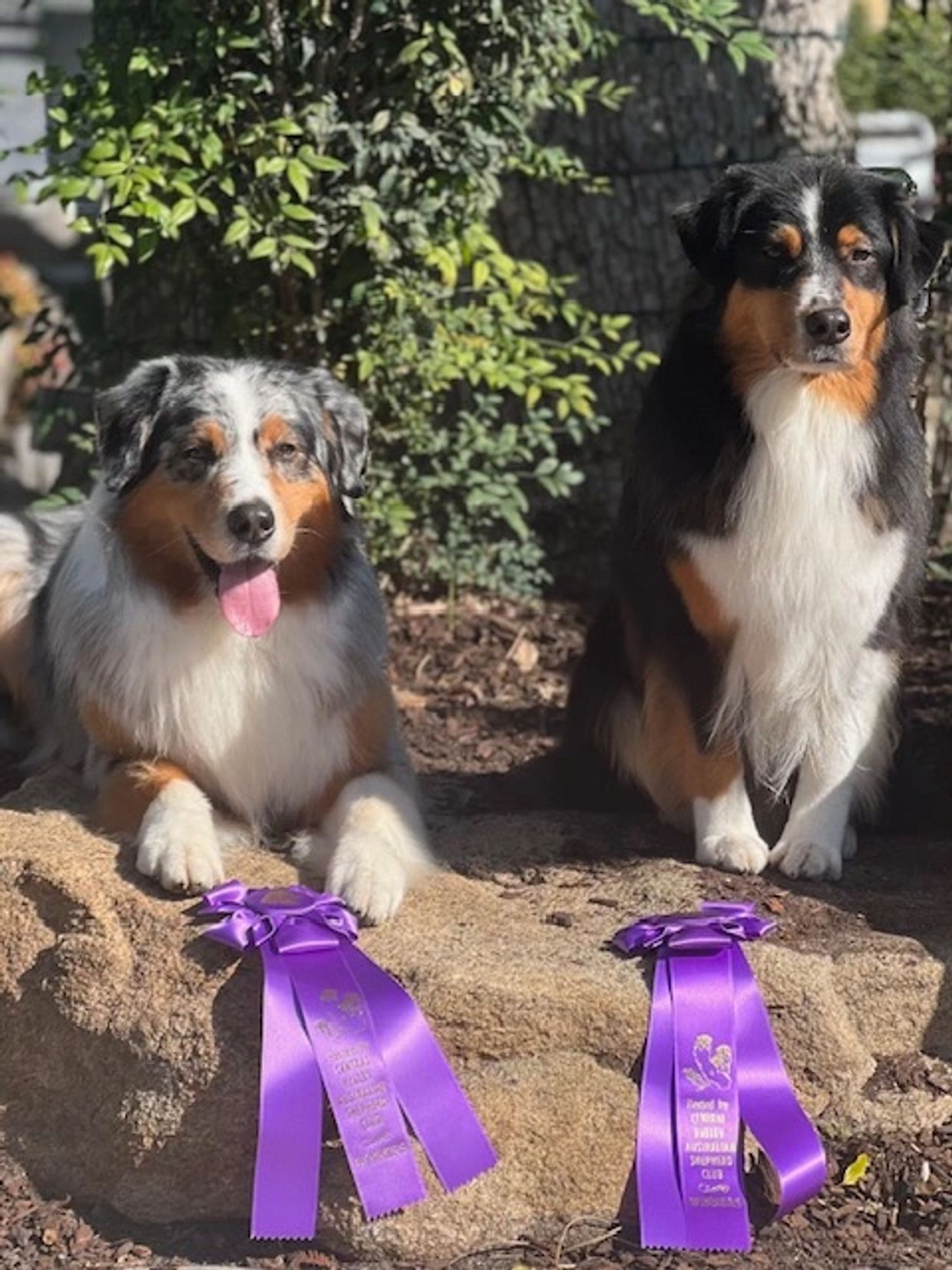 Winning brother and sister Australian Shepherds