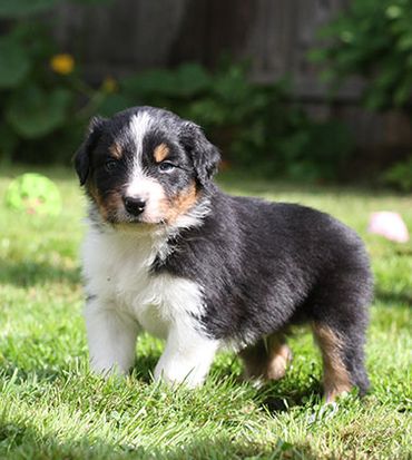 Black Tri Aussie Puppy !