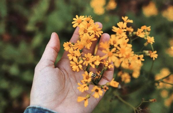 Hand gently holding a cluster of small yellow flowers outdoors.