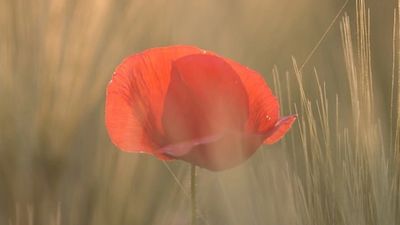 A delicate red poppy in soft sunlight among tall grass.