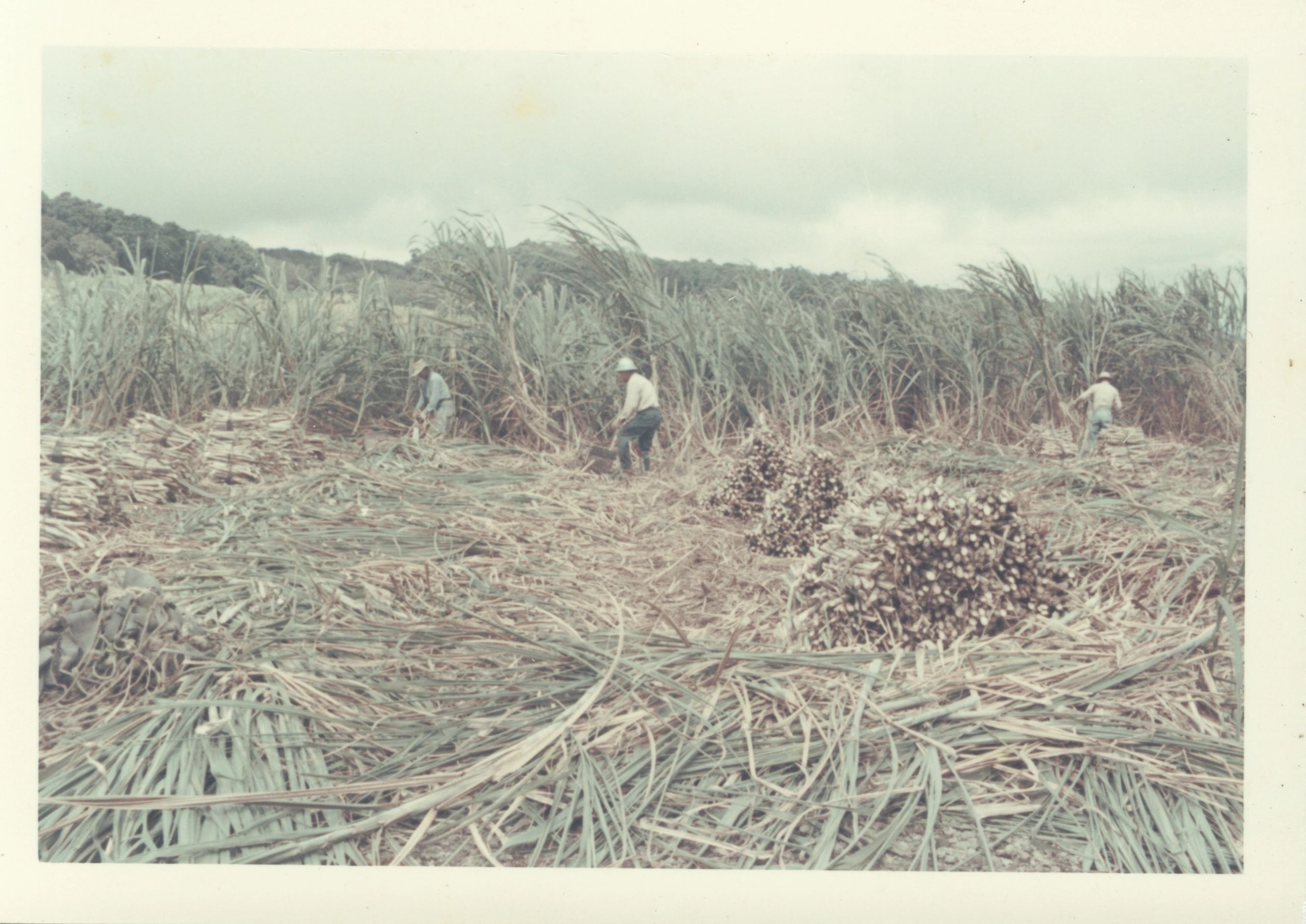 Hāmākua Sugar Days 2025 photo 1 in Honokaa