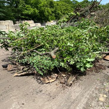 A large pile of tree branches and limbs