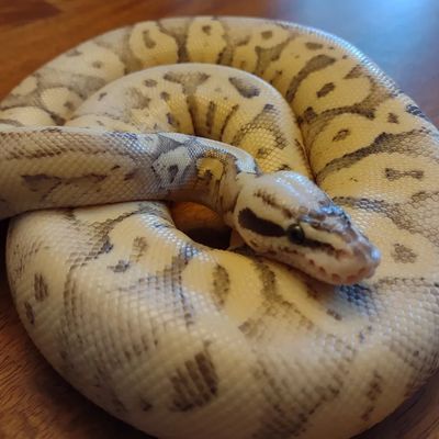 Ball Pythons | Vermont Herpetofauna and Nature Center