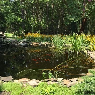 Fish Pond