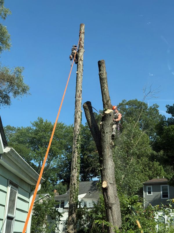 Workers climbing tree trunks with safety gear on a sunny day.