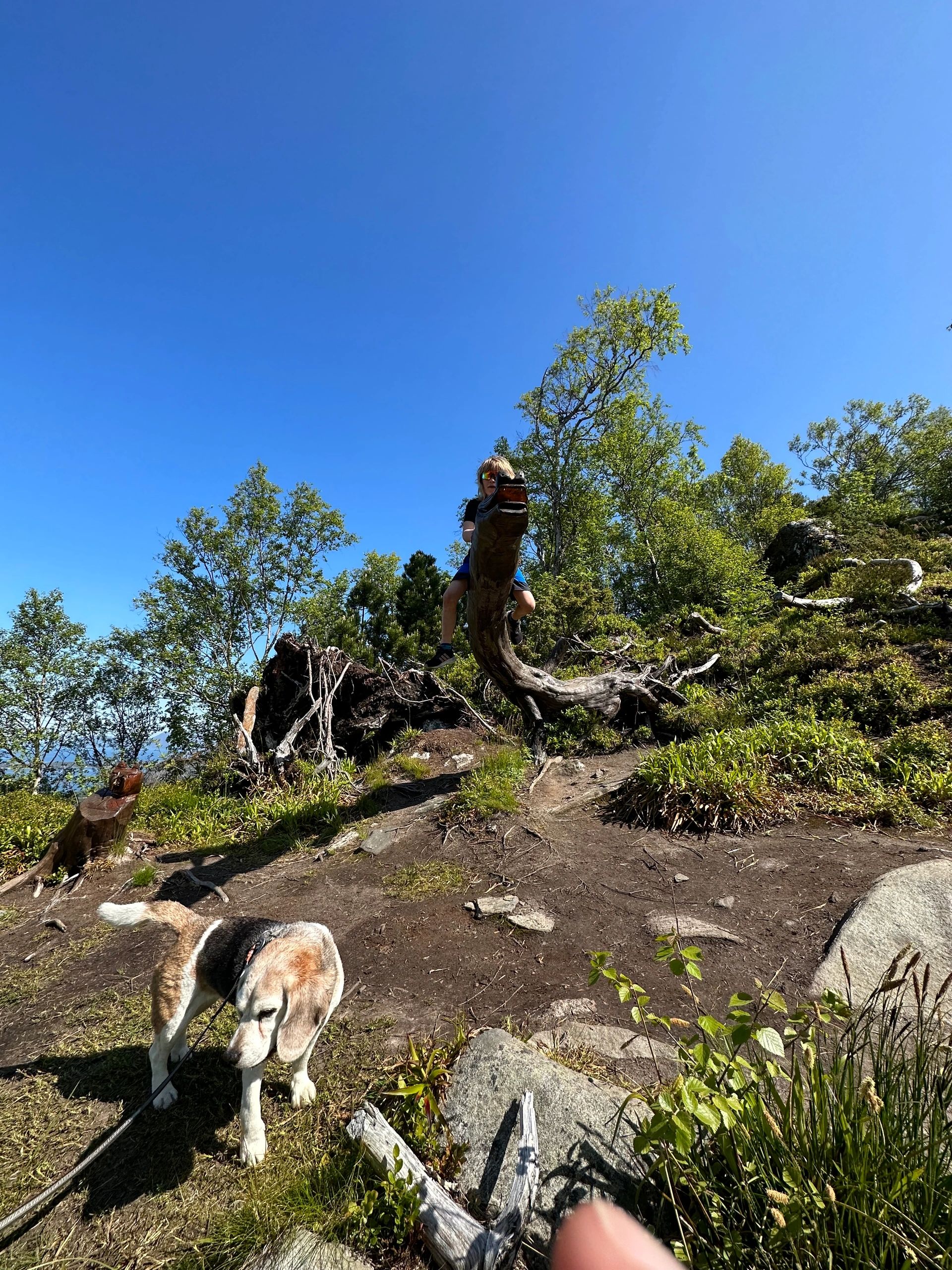 Norwegian fjord scene