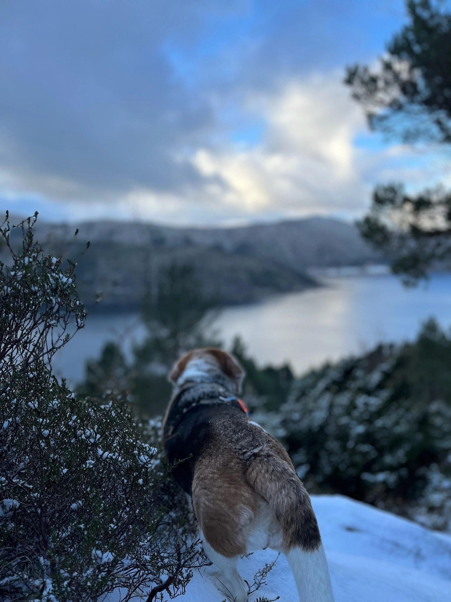 Norwegian fjord scene