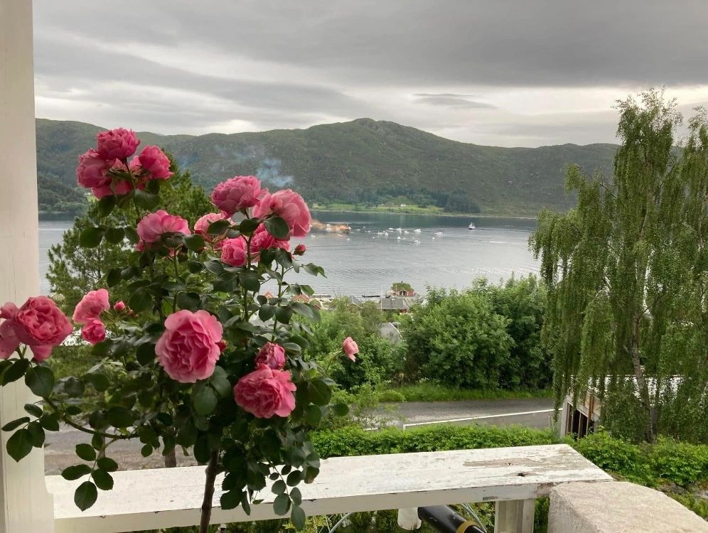Roses and wildflowers by the fjord