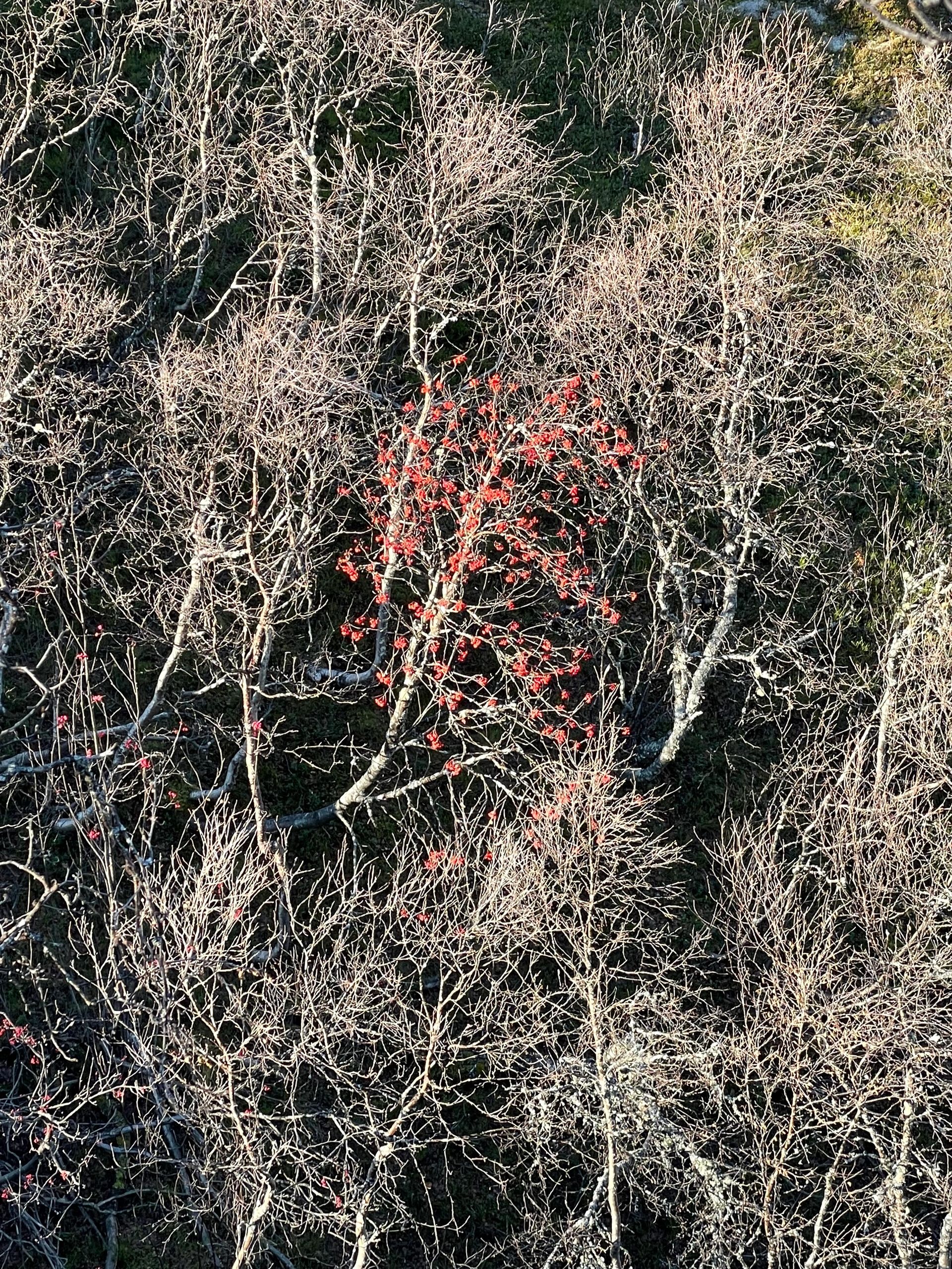 Fire on the mountains — autumn colours