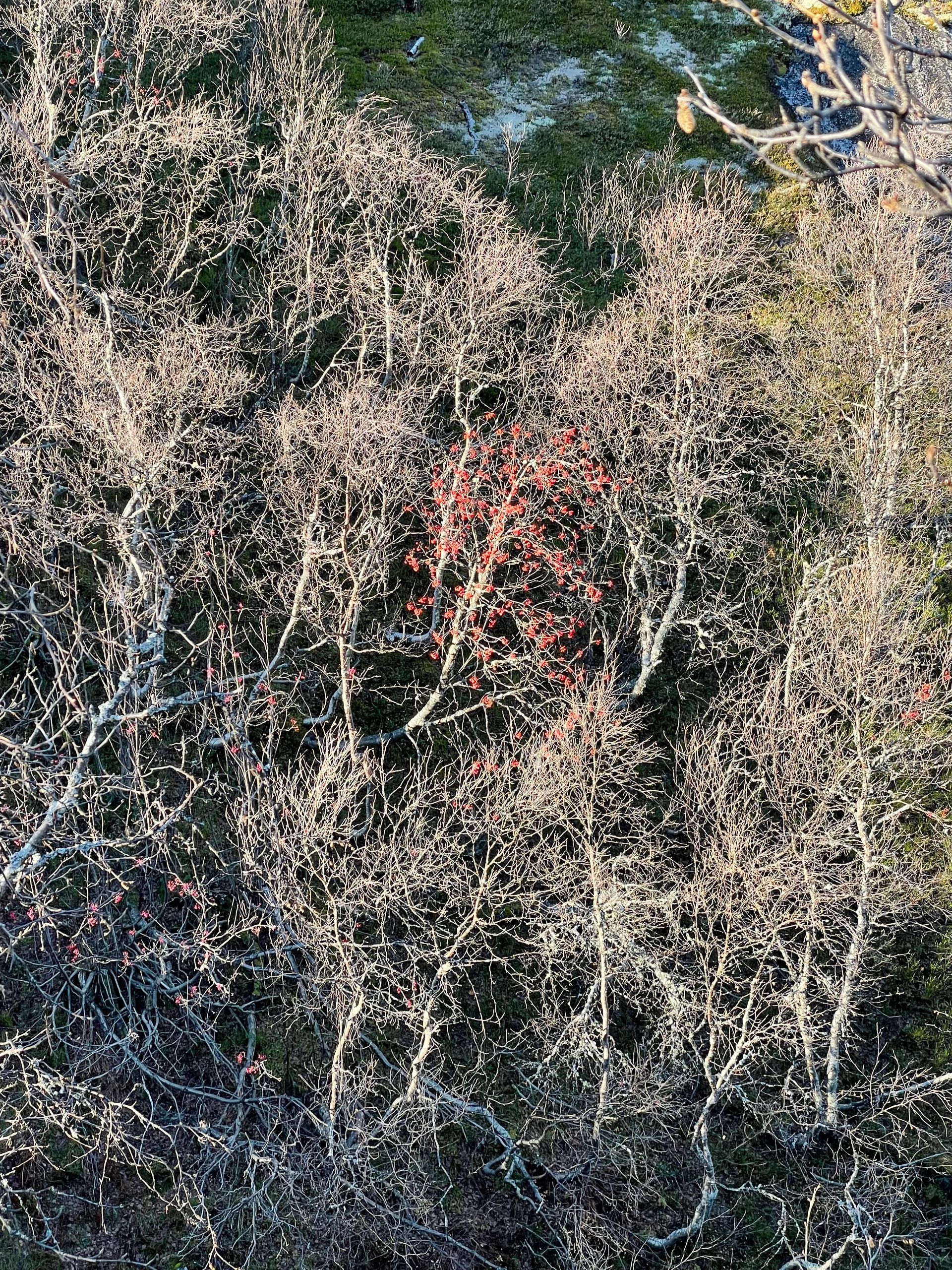Autumn scene by the fjord