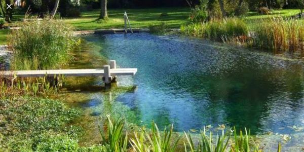 Natural swimming pond England style