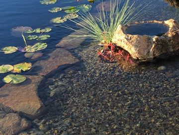 Swimming pool to natural pond conversion 