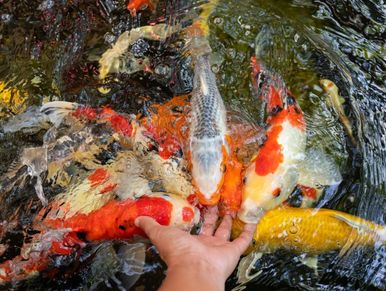 Can You Swim in a Koi Pond? Dive into the Facts!