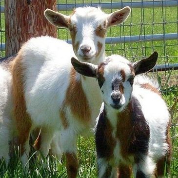 Nigerian Dwarf Goats