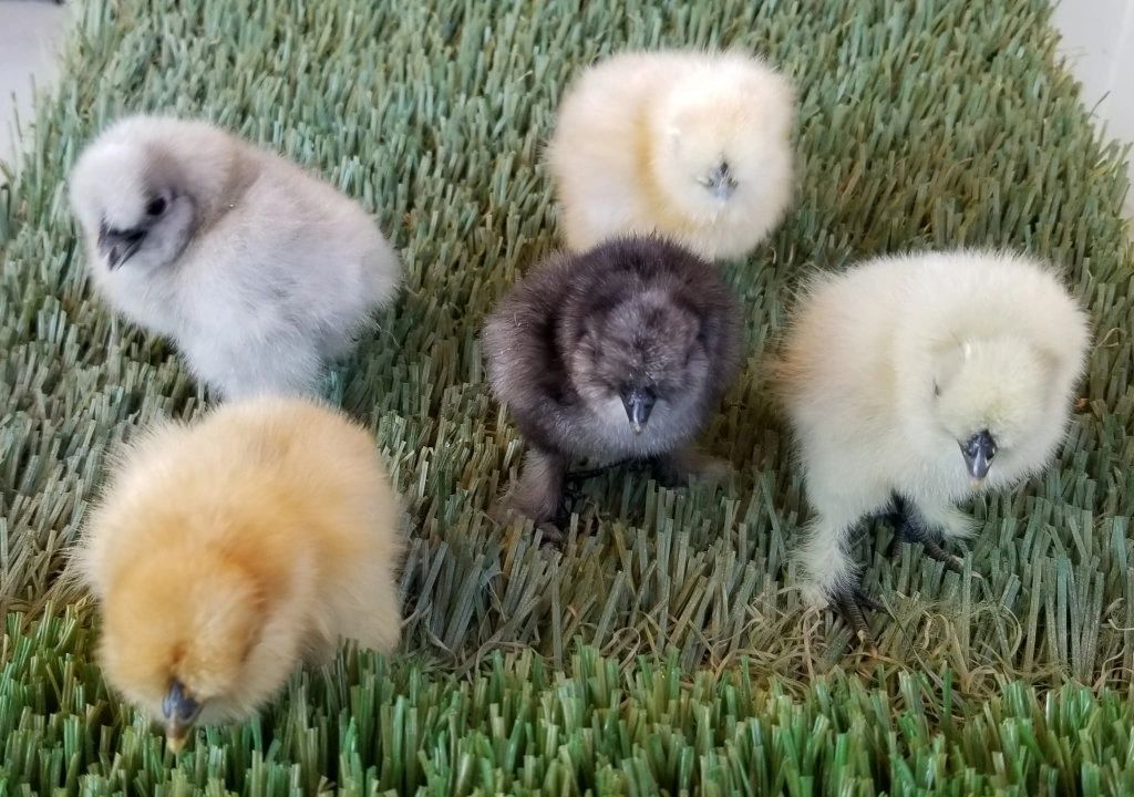 Silkie Chicks