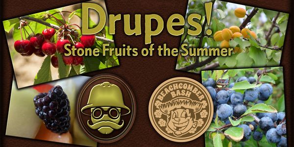 Summer stone fruits like cherries, apricots, and blueberries.
