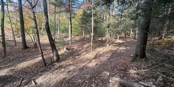 Forestry clean up, brush hogging, forestry mulching