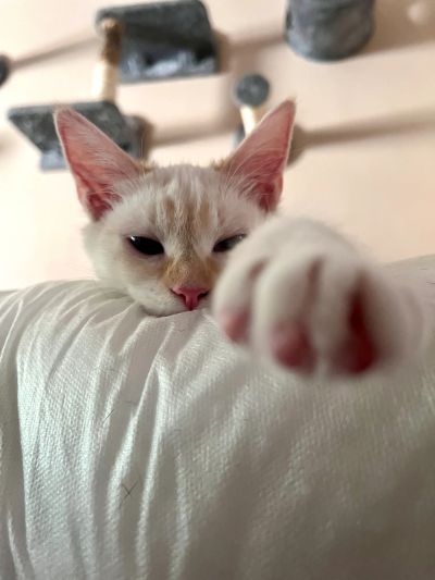 Close-up of a cat reaching out.