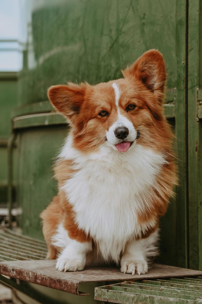 Pembroke Welsh Corgi