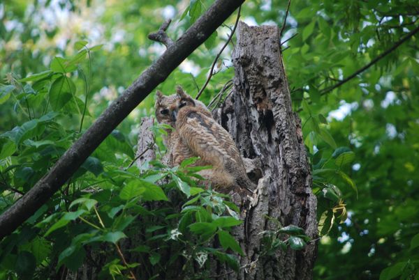 Two Great Horned Owlets May 2023