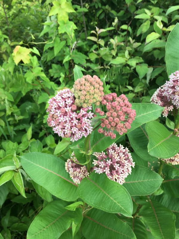 Common milkweed