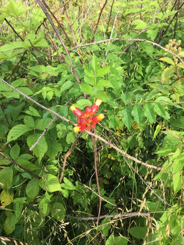 Trumpet Creeper