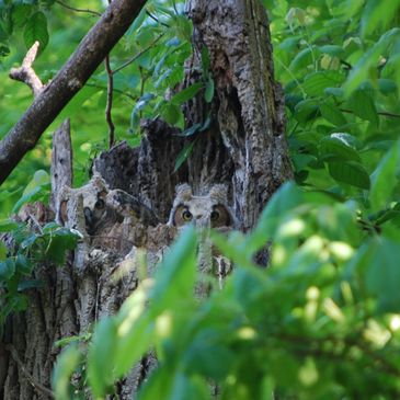 Rigel (left) and Eddy (right), Great Horned Owlets 2024