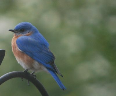 Male Eastern Bluebird