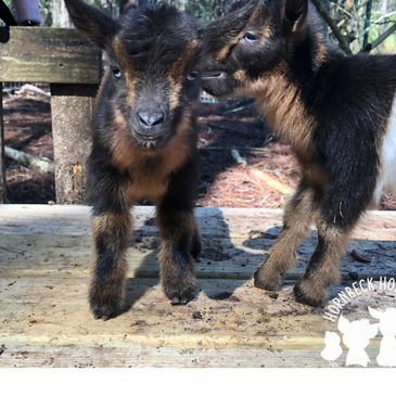 ADGA Registered nigerian dwarf dairy goats from show-lines for milking