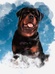 Roscoe’s Pet Sitting LLC