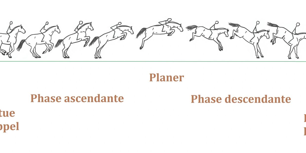 Biomécanique cheval de saut d'obstacle