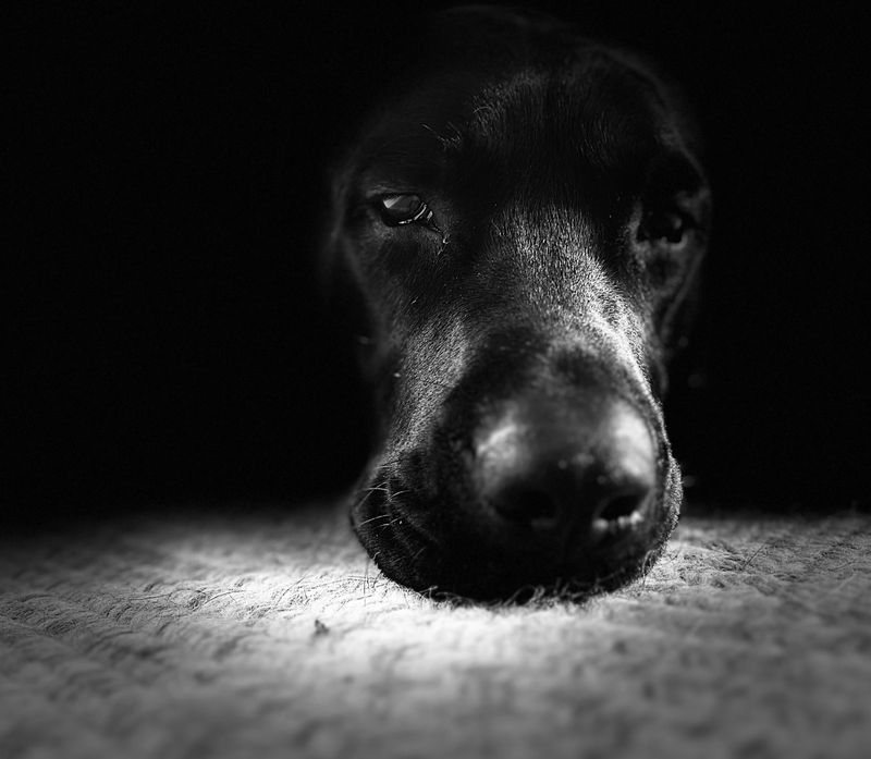 Black La