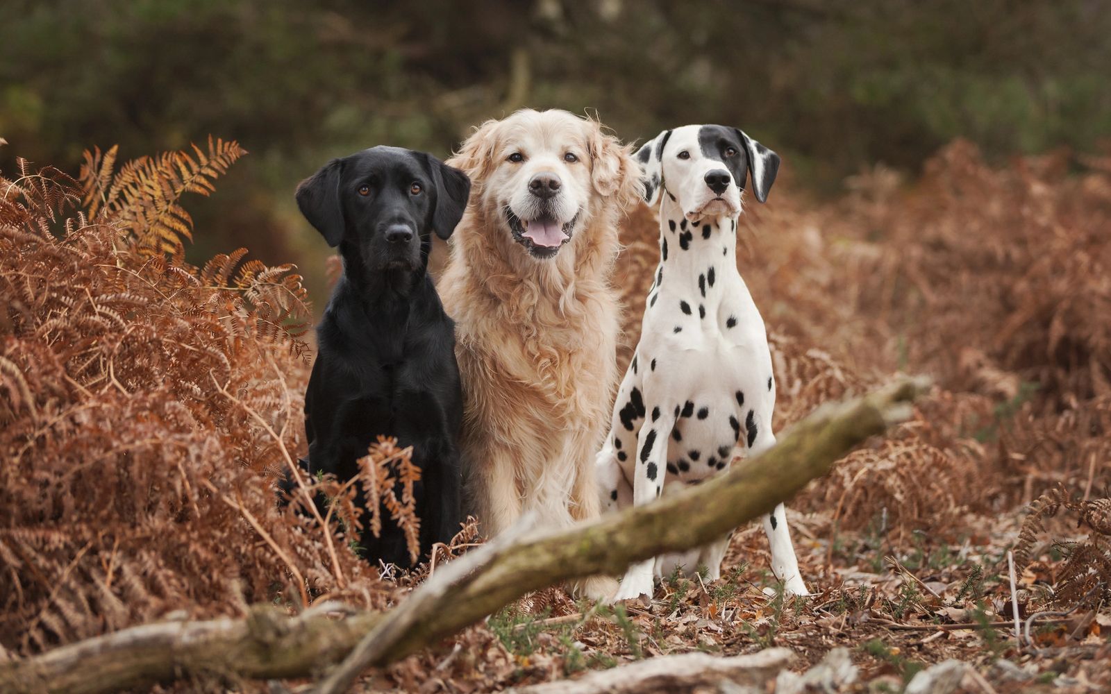 Three dogs sitting in Autumn ferns looking at the camera