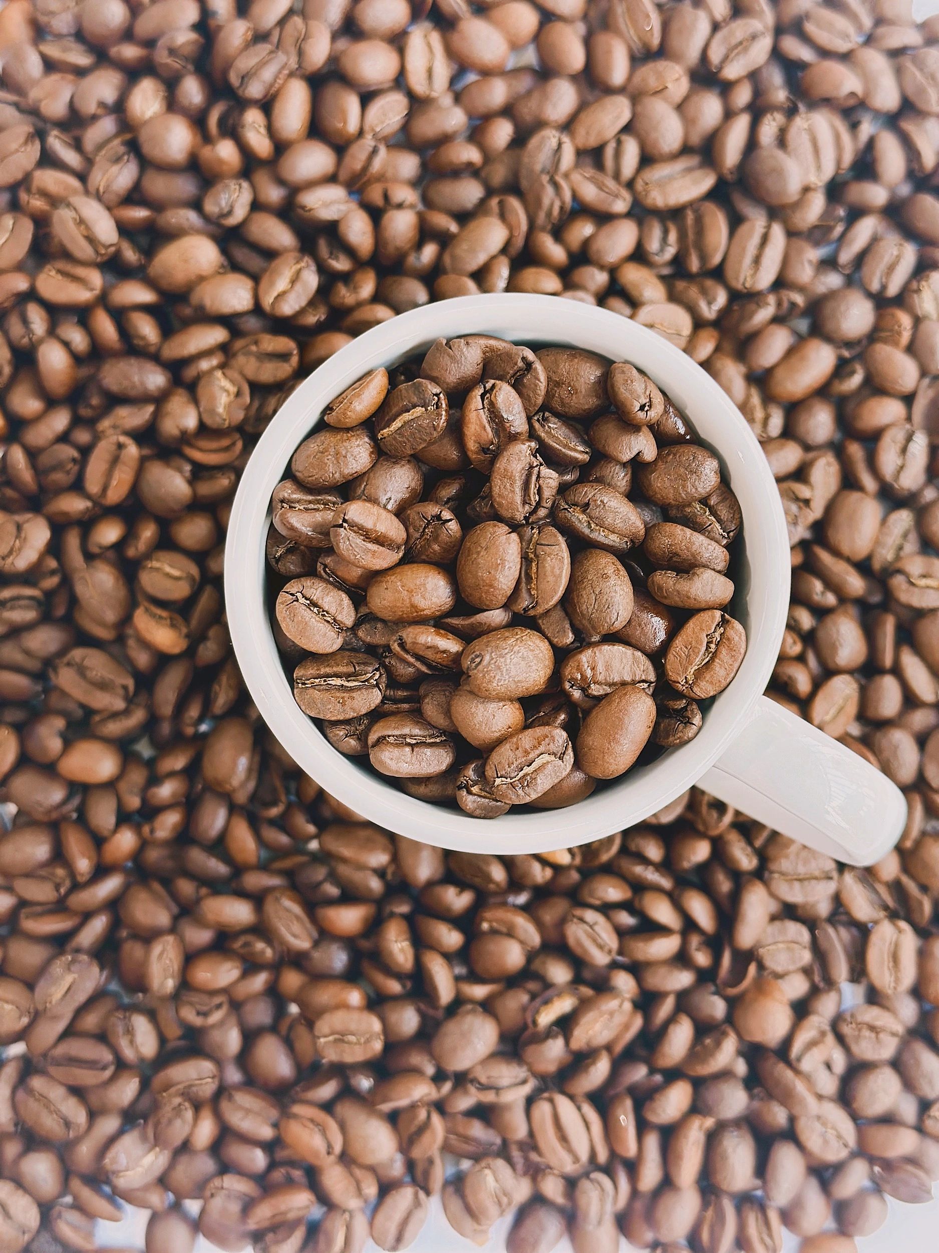 Buy the Best Coffee Beans in Australia at The Morris Blend