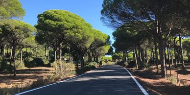 Pinares verde pista de bici