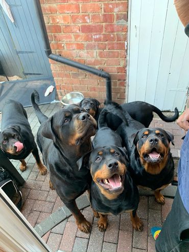 Rottweiler rottweilers Rottweiler puppies 