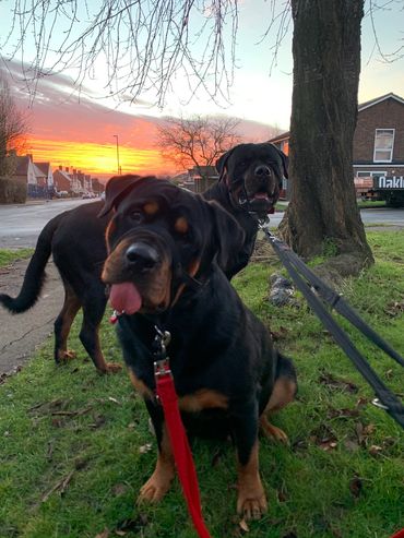 Rottweiler rottweilers Rottweiler puppies 